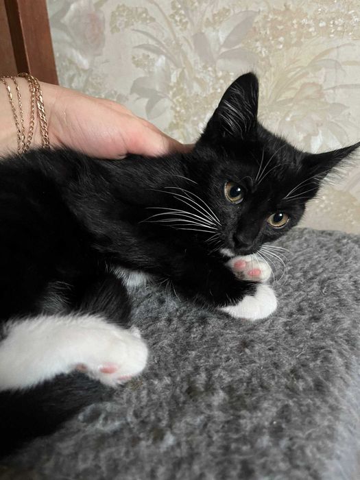 Віддам кошенят котиків в добрі руки