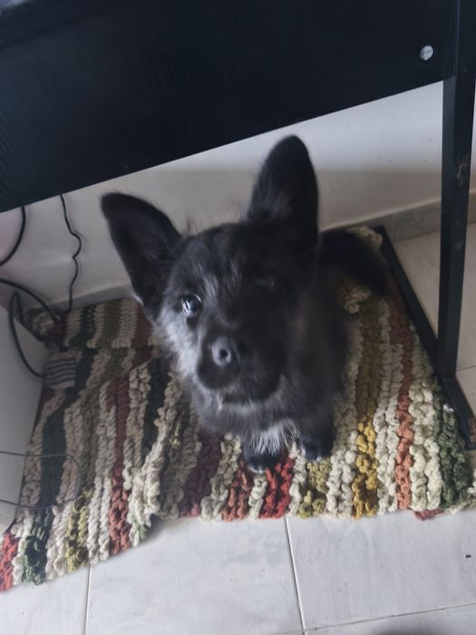 Adoção responsável - 4 meses