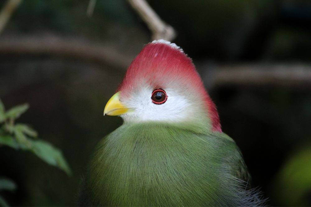 Turacos crista vermelha