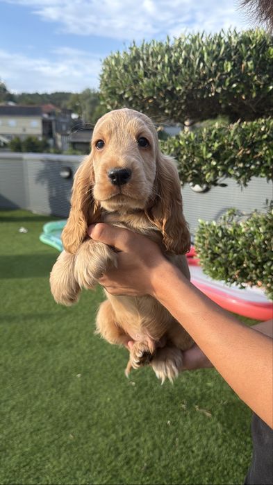 Cocker menino  lindo