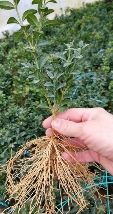 Продам    самшит