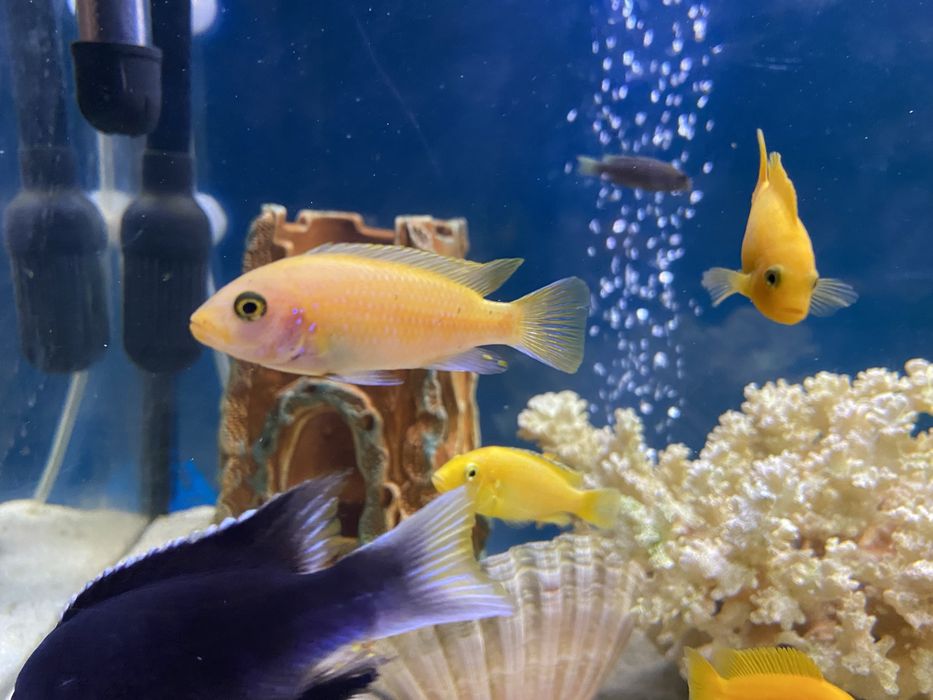 Цихліди африканські (підлітки)