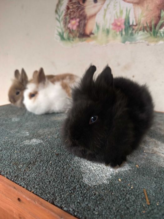 Coelhos Anões Mini Lionhead