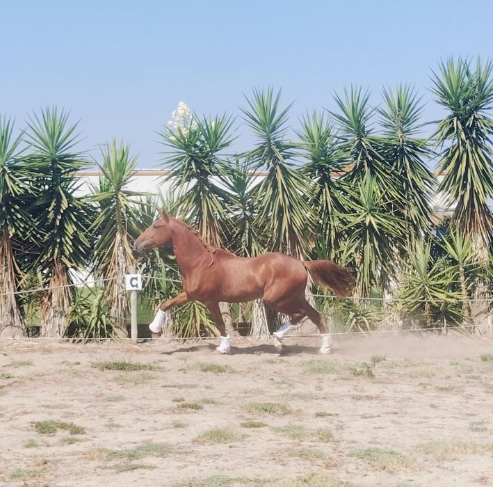 Poldro Lusitano Puro Montado