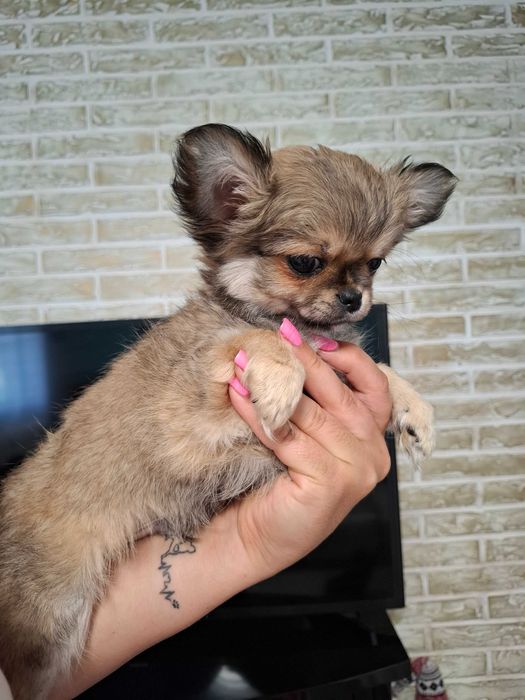 Długowłosy mini, bardzo słodki chłopiec rasy chihuahua