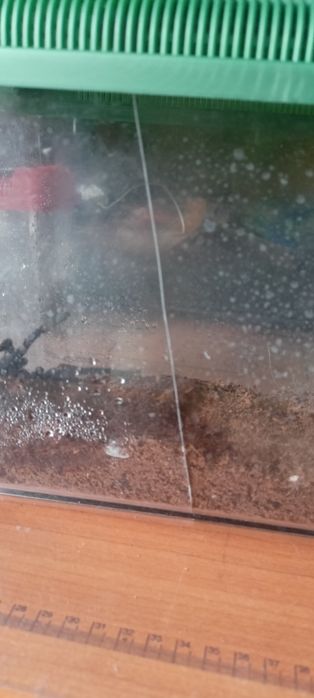 Phormictopus sp. Sierra kolekcja ptaszników