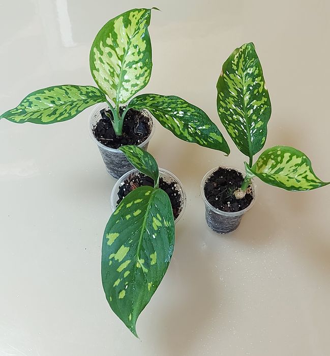 Дифінбахія Cheetah