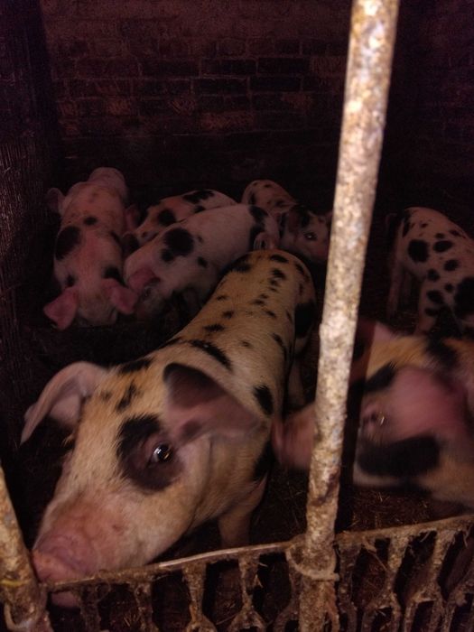 Продам поросят п