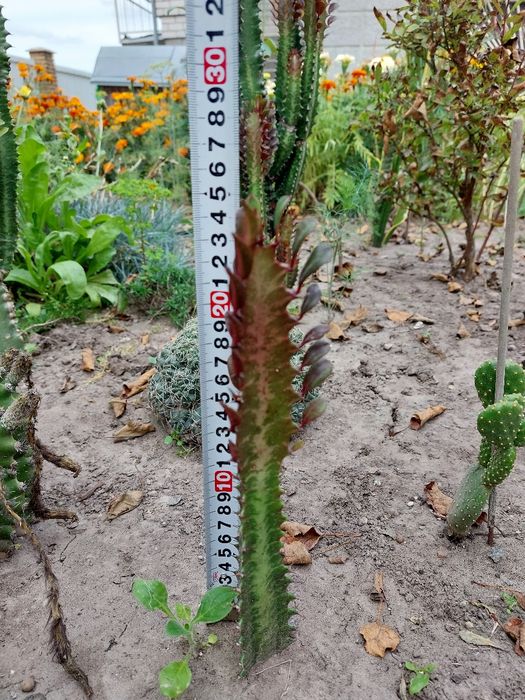 Кактуси Еуфорбія трігона рубра