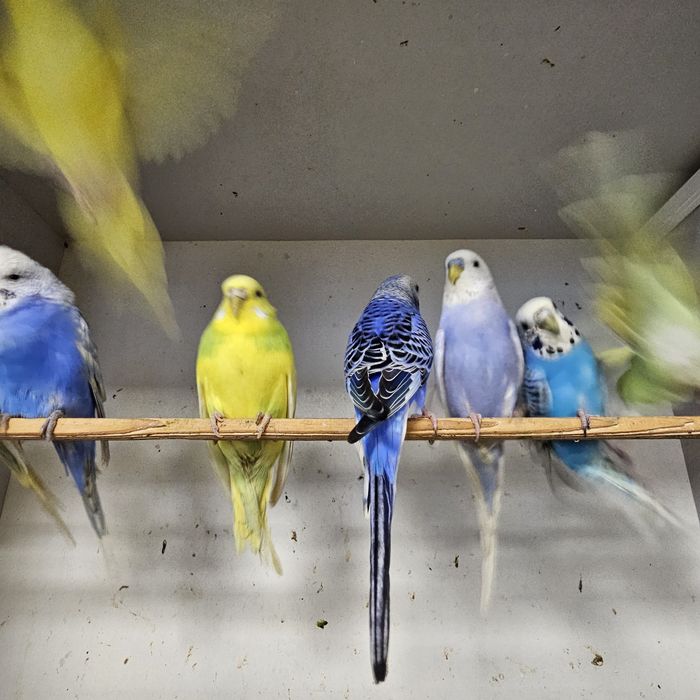 Papuga falista młoda