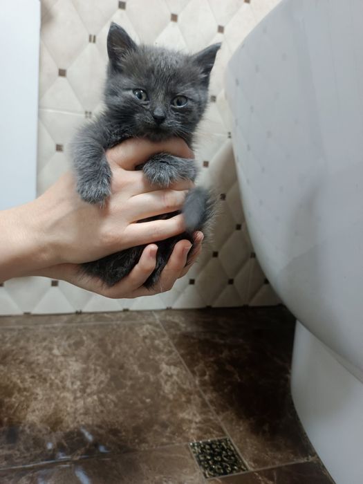 Кошеня Британське