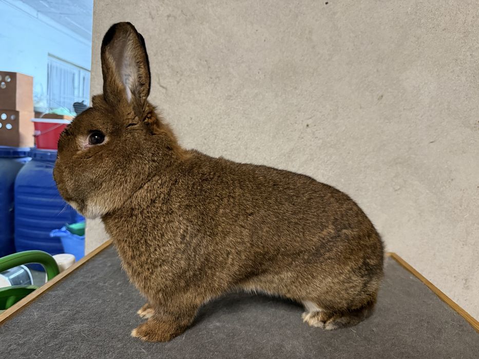 Króliki Wiedeńskie Szare (WS) samce/samice