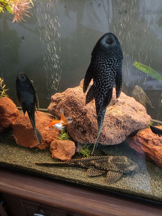 Duże glonojady 30cm+