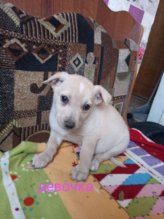 Отдам щенка в хорошие руки