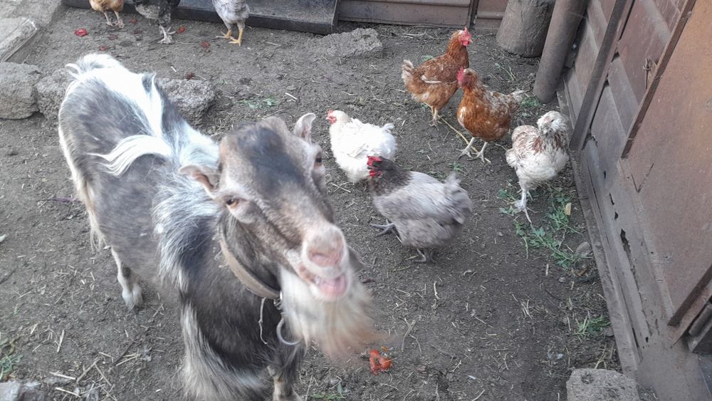 Продається козел ламанча