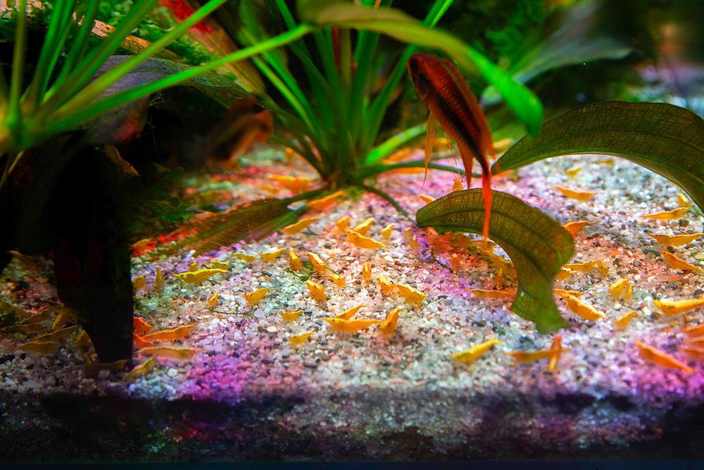 Neocaridina Yellow Neon