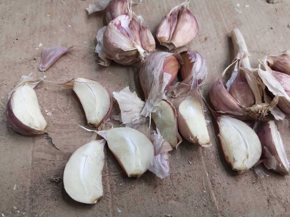 Czosnek Harnaś sprzedam