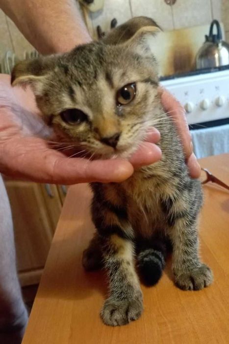 Милі кошенята шукають дім, віддамо безкоштовно