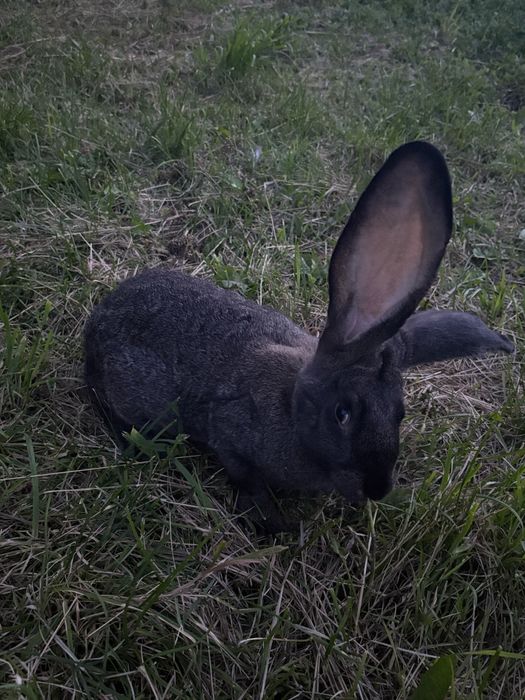 Samica królika belgii