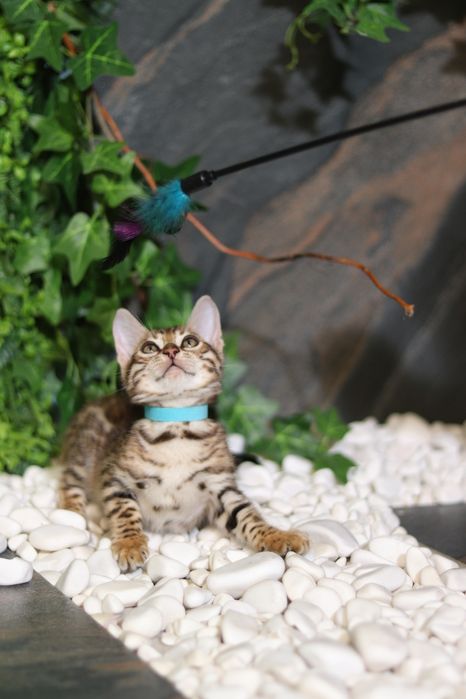 Бенгальська дівчинка Сабіна