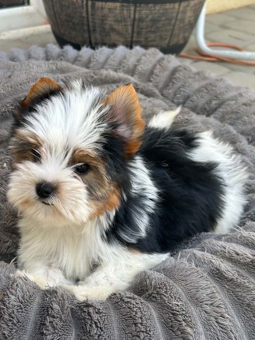 Biewer yorkshire terrier piesek chłopak śl