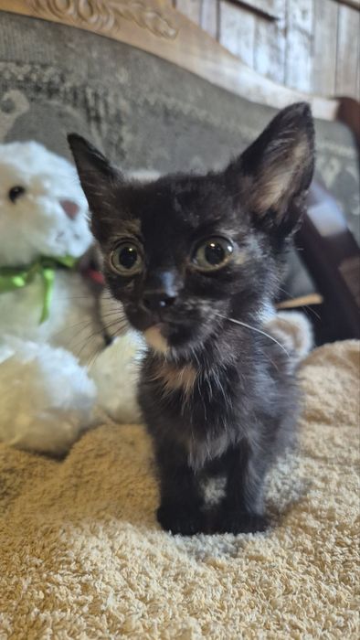 Котята кошенята котики