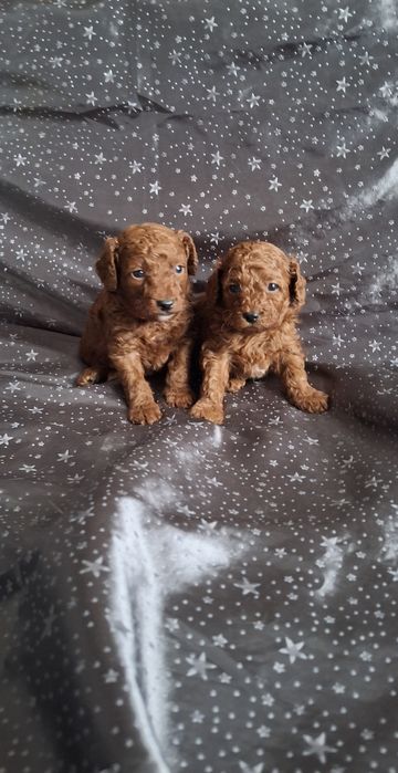 Гарненькі кучеряшкі дівчинка і хлопчикі