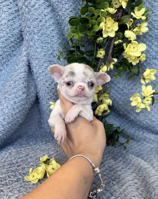 Excecional super mini menina  Chihuahua/Chiuaua ,Qualidade