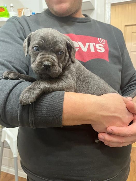 Cane Corso suczka