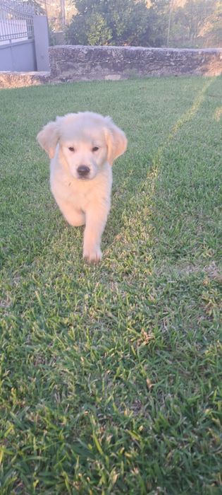 Golden retriever