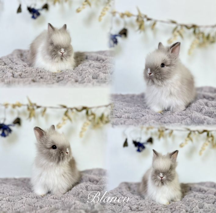 Kroliczki Karzełki Teddy najmniejsza rasa, Mini lopki