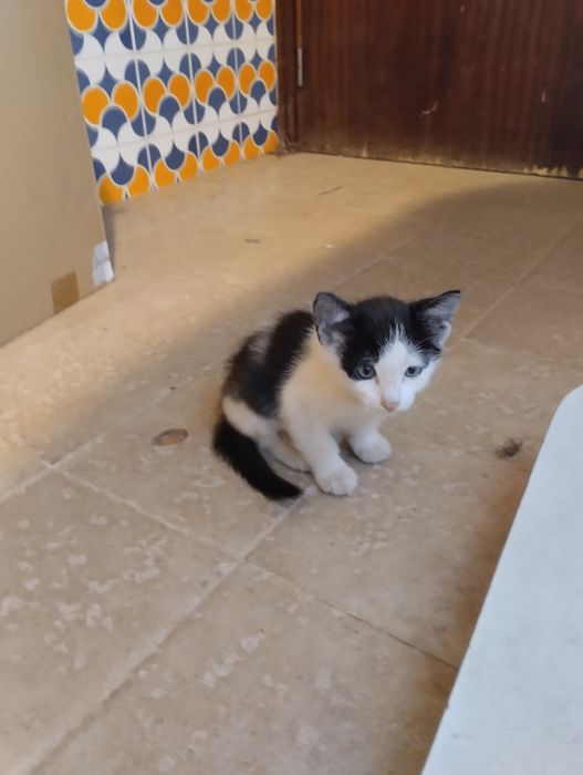 Gato para adopção responsável