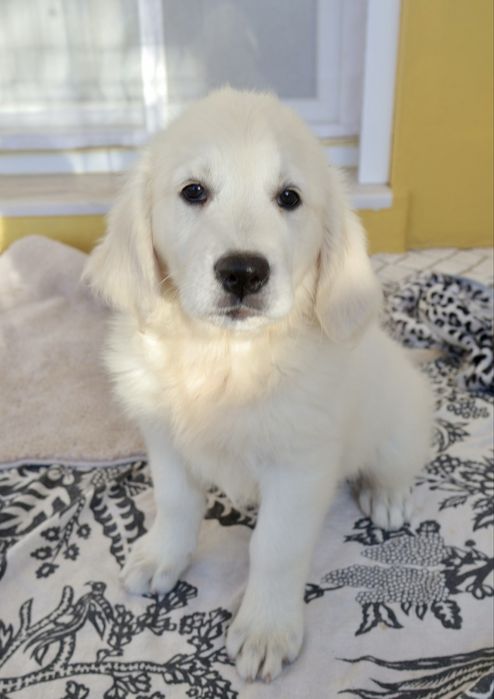 Golden Retriever fêmea com LOP
