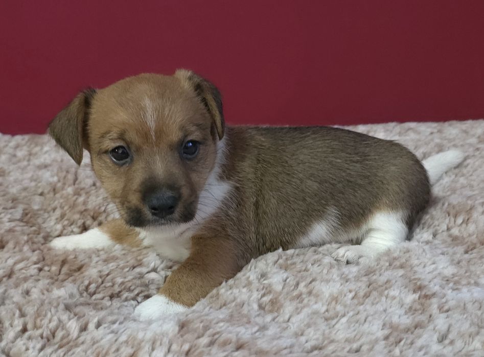 Jack russell terrier