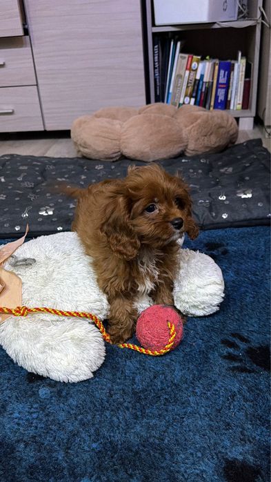 Cavapoo - urocza suczka