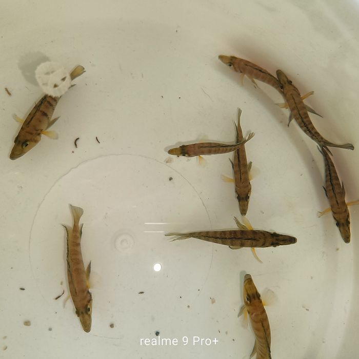 Altolamprologus compressiceps gold head muzi