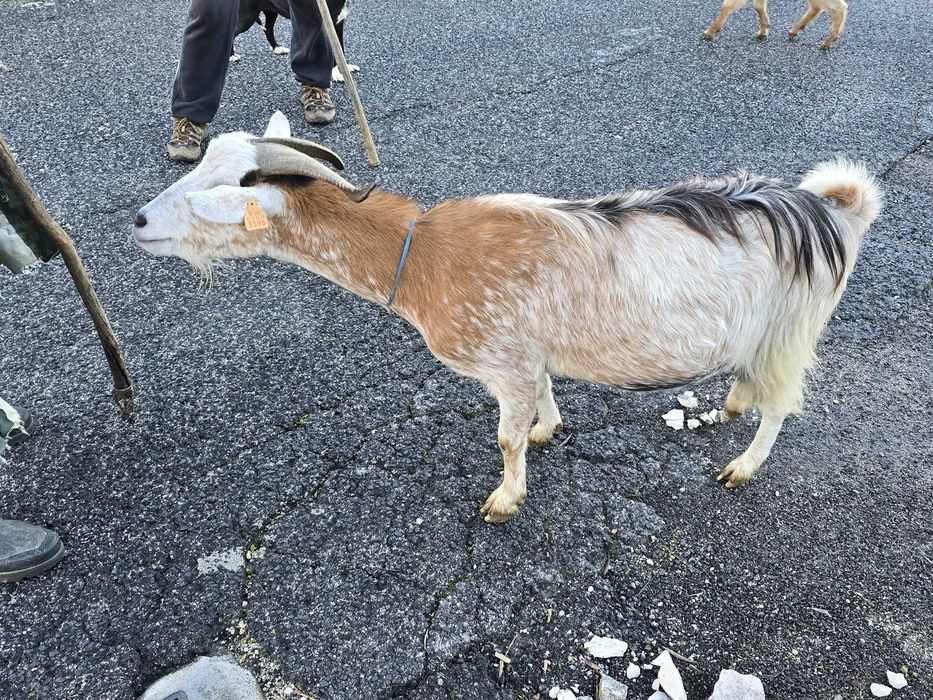 Vendo cabras adultas