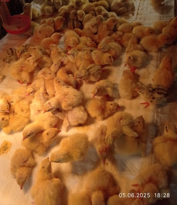 Продам перепелів