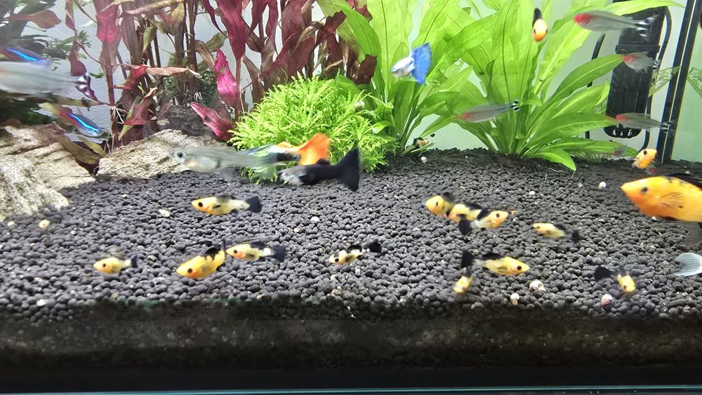 Molly leopardo varios tamanhos