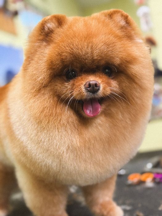 Грумінг тваринок