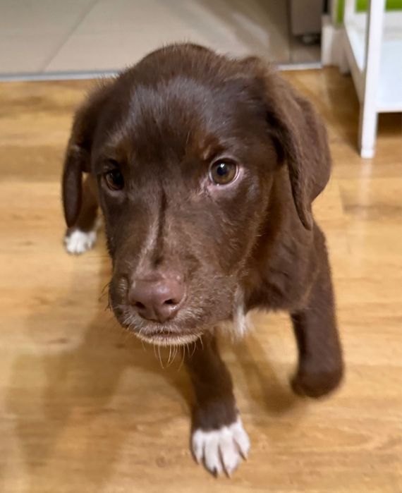 Snoop - szczeniak do adopcji