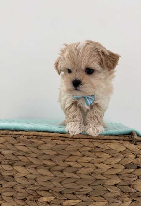 Maltipoo chłopiec mini