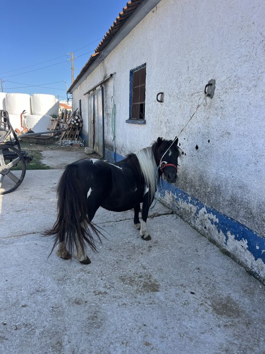 Ponei femea mini