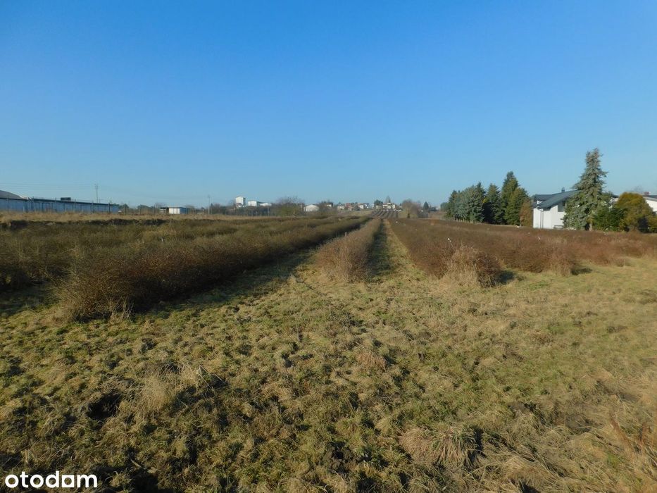 Syndyk sprzeda - Mogielnica, dz. nr 1272, 1304 oraz 1303 - Widok 2