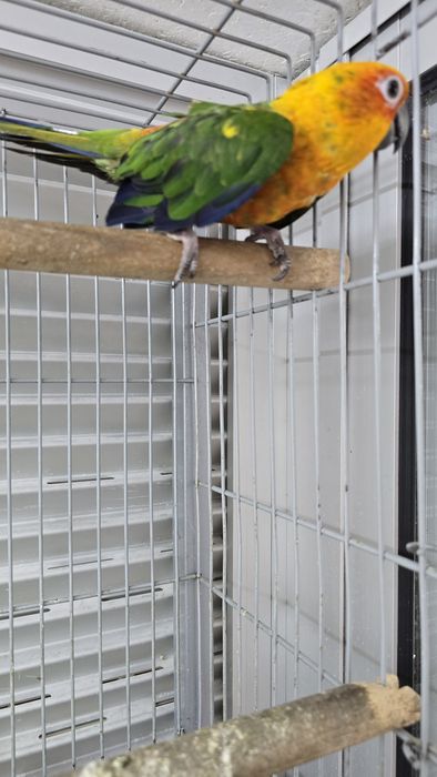 Aratinga jandaia e ring neck