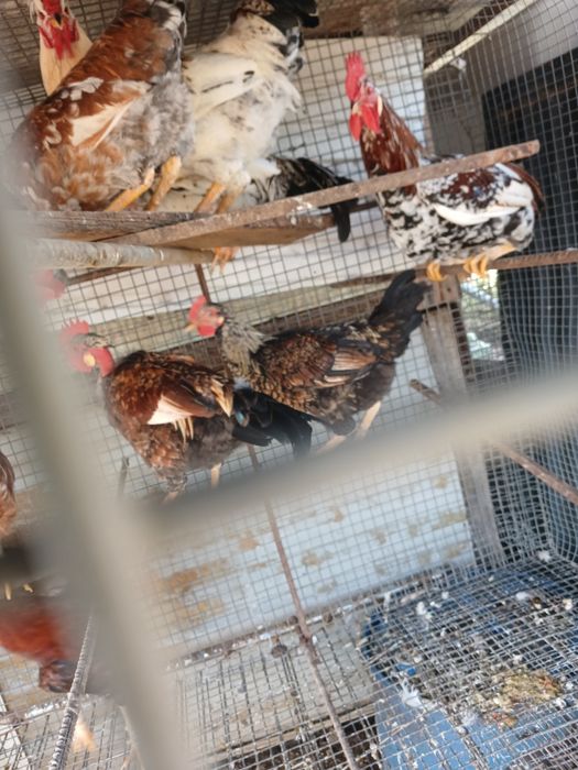 Galos e frangos do campo