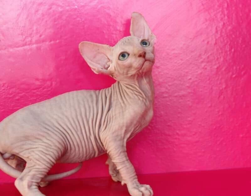 Котята для Выставки