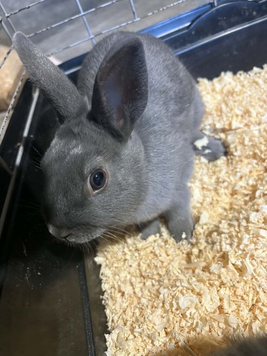 Sprzedam króliki miniaturki