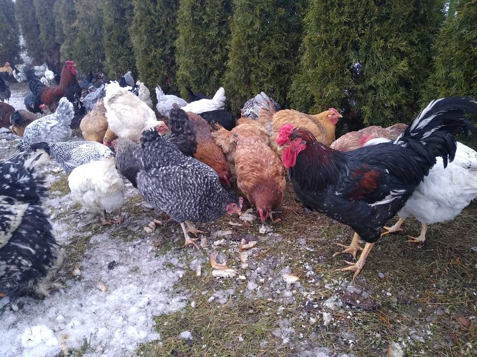 Kurze miksy, jaja lęgowe wysyłam