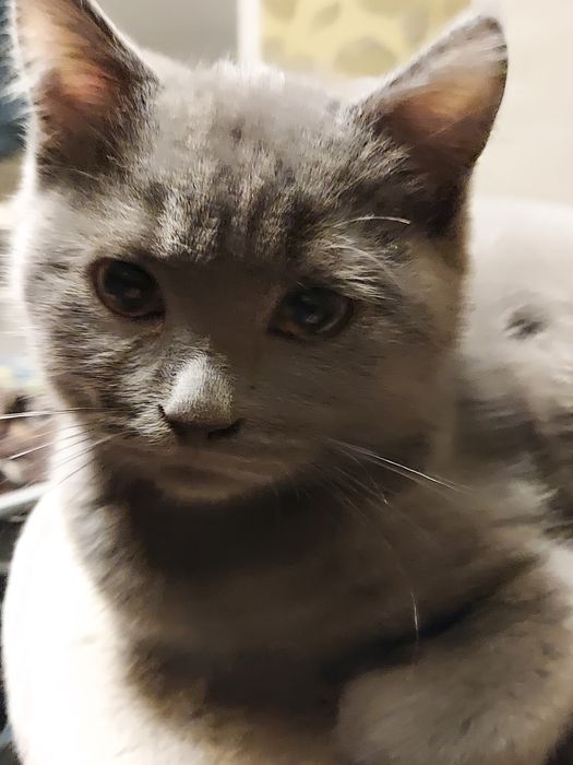 Кошенята скоттіш фолд